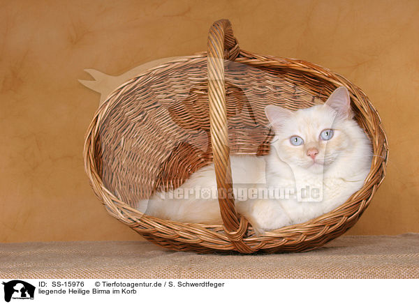 liegende Heilige Birma im Korb / lying sacred birman in basket / SS-15976