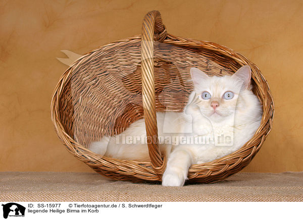 liegende Heilige Birma im Korb / lying sacred birman in basket / SS-15977