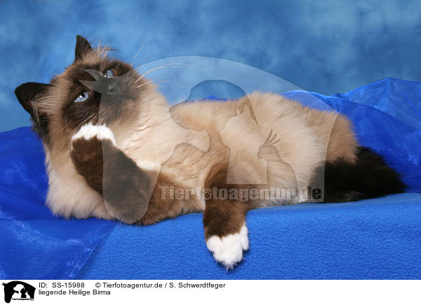 liegende Heilige Birma / lying sacred birman / SS-15988