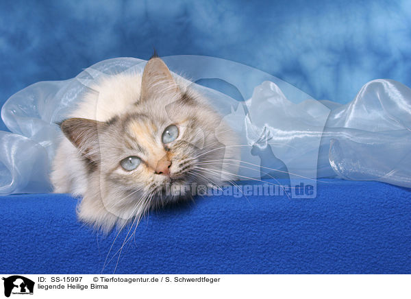 liegende Heilige Birma / lying sacred birman / SS-15997