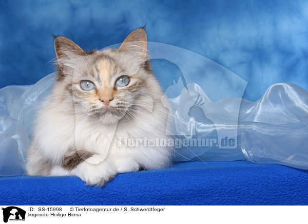liegende Heilige Birma / lying sacred birman / SS-15998