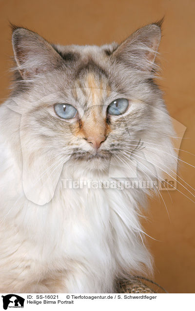 Heilige Birma Portrait / sacred birman portrait / SS-16021