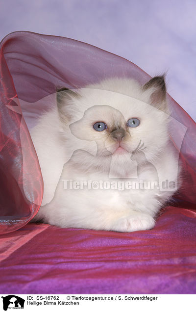 Heilige Birma Ktzchen / Sacred Birman Kitten / SS-16762