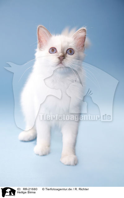 Heilige Birma / Birman Cat / RR-21680