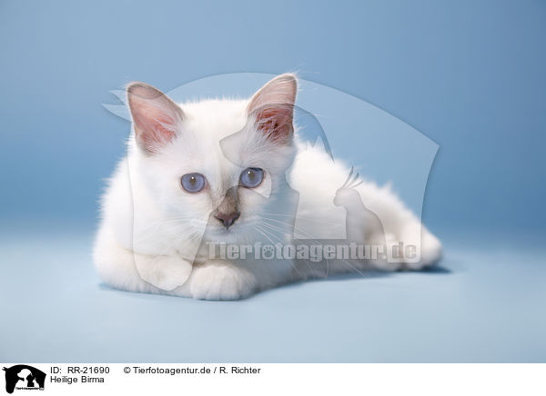 Heilige Birma / Birman Cat / RR-21690