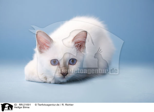 Heilige Birma / Birman Cat / RR-21691