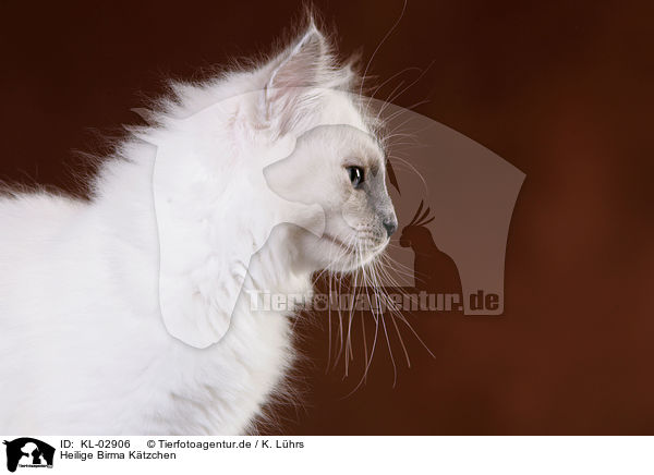Heilige Birma Ktzchen / Sacred Birman Kitten / KL-02906