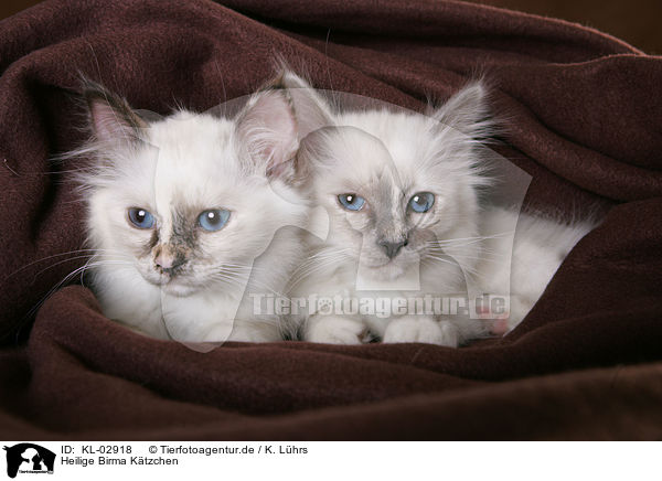 Heilige Birma Ktzchen / KL-02918
