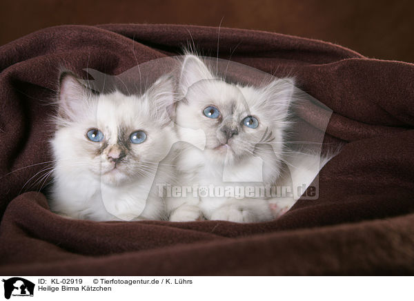 Heilige Birma Ktzchen / Sacred Birman Kitten / KL-02919