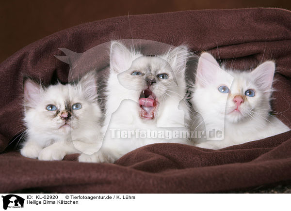 Heilige Birma Ktzchen / Sacred Birman Kitten / KL-02920