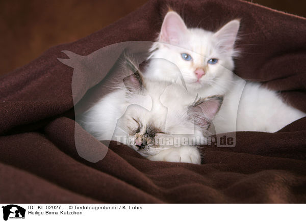 Heilige Birma Ktzchen / Sacred Birman Kitten / KL-02927
