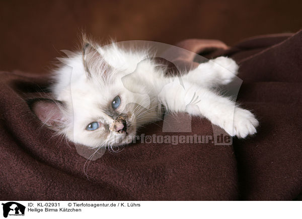 Heilige Birma Ktzchen / Sacred Birman Kitten / KL-02931