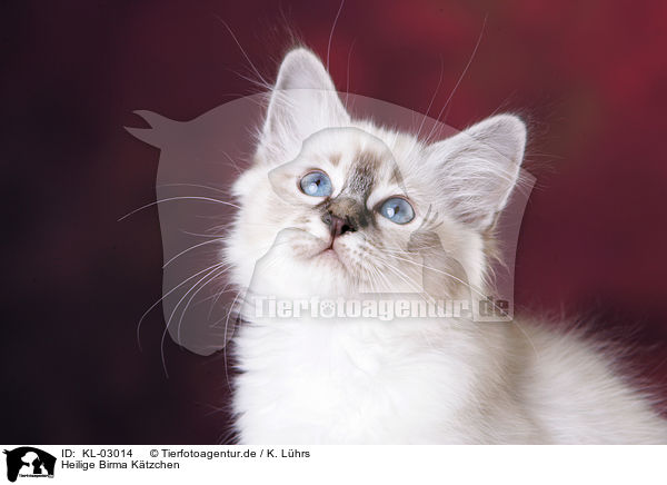 Heilige Birma Ktzchen / Sacred Birman Kitten / KL-03014