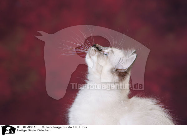 Heilige Birma Ktzchen / KL-03015