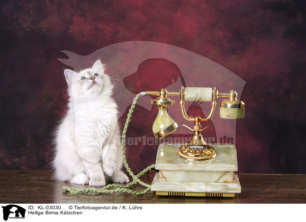 Heilige Birma Ktzchen / Sacred Birman Kitten / KL-03030