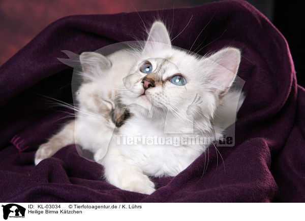 Heilige Birma Ktzchen / KL-03034