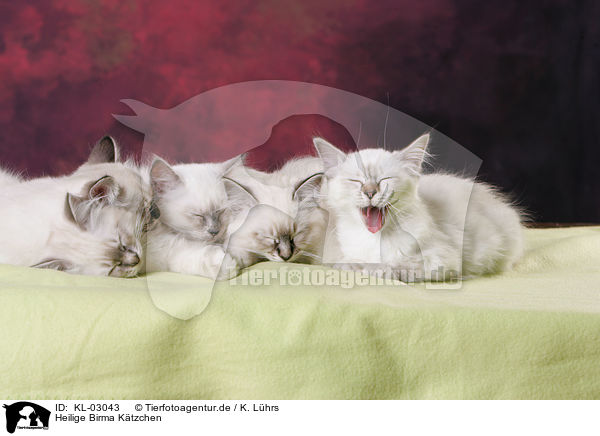 Heilige Birma Ktzchen / Sacred Birman Kitten / KL-03043