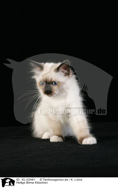 Heilige Birma Ktzchen / Sacred Birman kitten / KL-03481