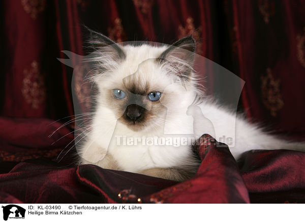 Heilige Birma Ktzchen / Sacred Birman kitten / KL-03490