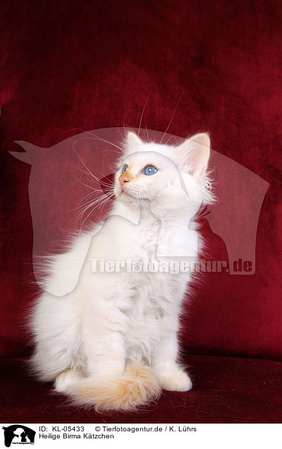 Heilige Birma Ktzchen / Sacred Birman Kitten / KL-05433