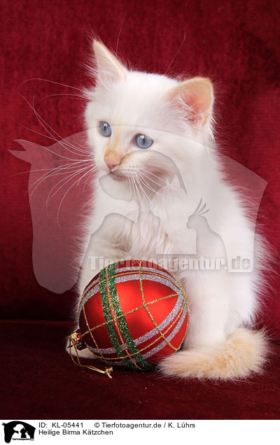 Heilige Birma Ktzchen / KL-05441