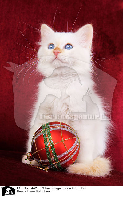 Heilige Birma Ktzchen / Sacred Birman Kitten / KL-05442