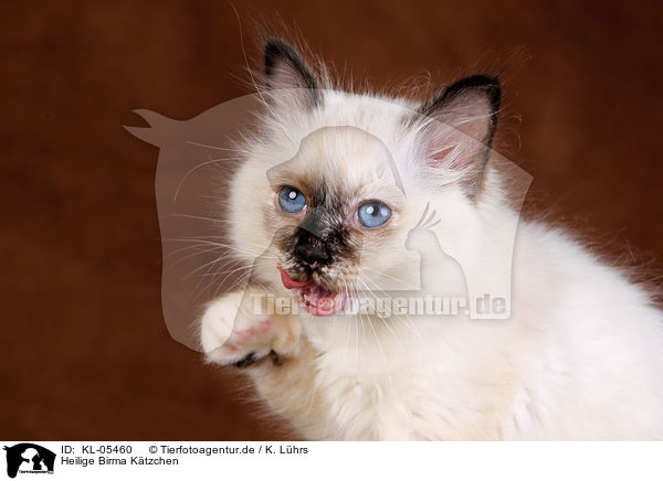 Heilige Birma Ktzchen / Sacred Birman Kitten / KL-05460