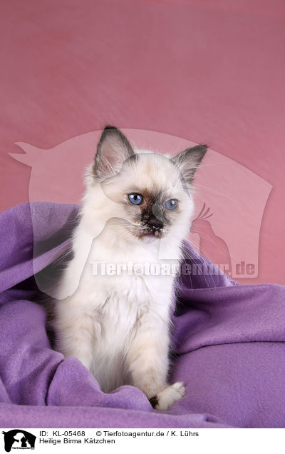 Heilige Birma Ktzchen / KL-05468
