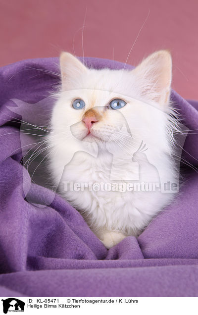 Heilige Birma Ktzchen / KL-05471