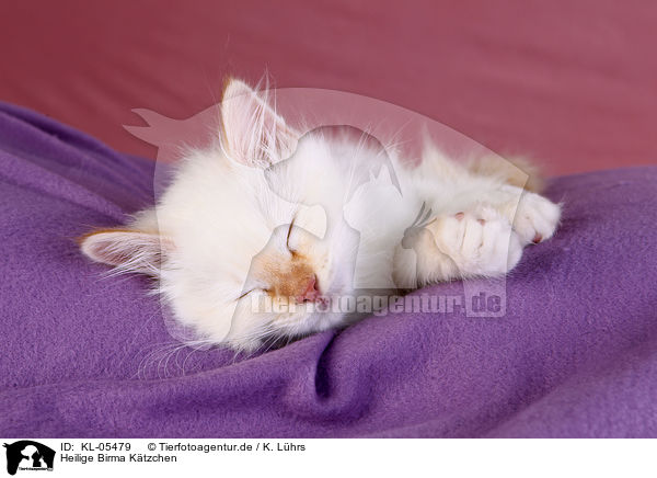Heilige Birma Ktzchen / KL-05479
