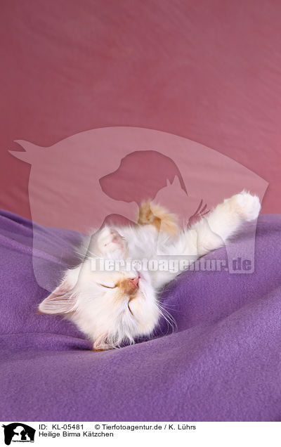 Heilige Birma Ktzchen / Sacred Birman Kitten / KL-05481