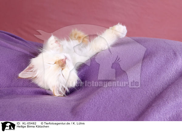 Heilige Birma Ktzchen / KL-05482