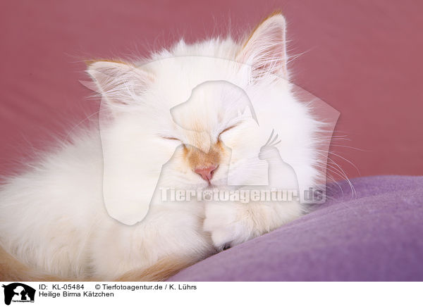 Heilige Birma Ktzchen / KL-05484