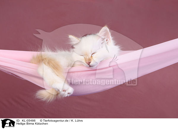 Heilige Birma Ktzchen / KL-05486