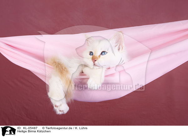 Heilige Birma Ktzchen / KL-05487