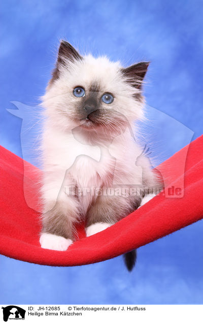 Heilige Birma Ktzchen / Sacred Birman Kitten / JH-12685