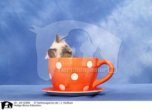 Heilige Birma Ktzchen / Sacred Birman kitten / JH-12996