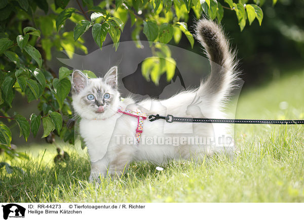 Heilige Birma Ktzchen / Sacred Birman kitten / RR-44273
