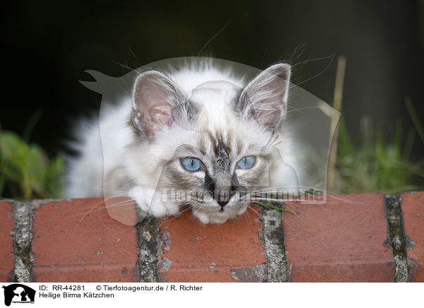 Heilige Birma Ktzchen / Sacred Birman kitten / RR-44281