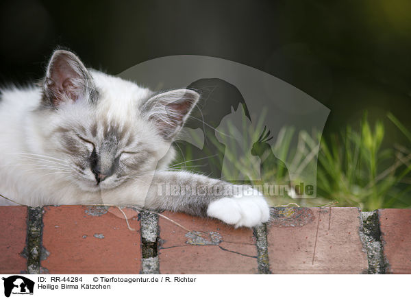 Heilige Birma Ktzchen / Sacred Birman kitten / RR-44284