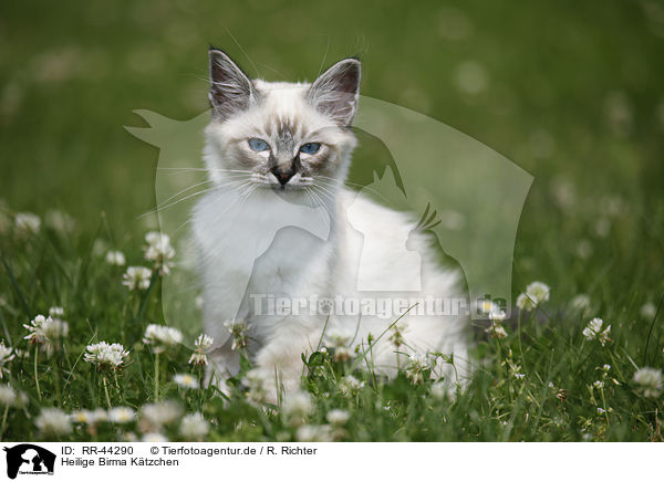 Heilige Birma Ktzchen / Sacred Birman kitten / RR-44290