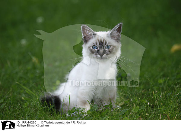 Heilige Birma Ktzchen / Sacred Birman kitten / RR-44296