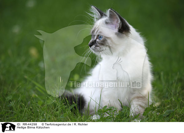 Heilige Birma Ktzchen / Sacred Birman kitten / RR-44298