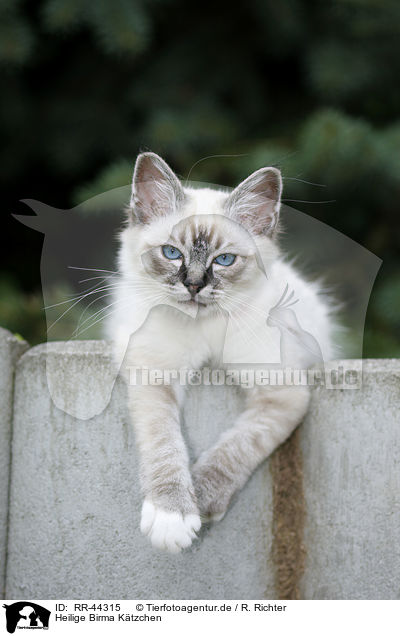 Heilige Birma Ktzchen / Sacred Birman kitten / RR-44315