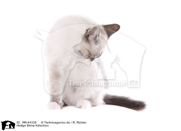 Heilige Birma Ktzchen / Sacred Birman kitten / RR-44339