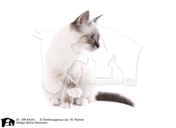 Heilige Birma Ktzchen / Sacred Birman kitten / RR-44341