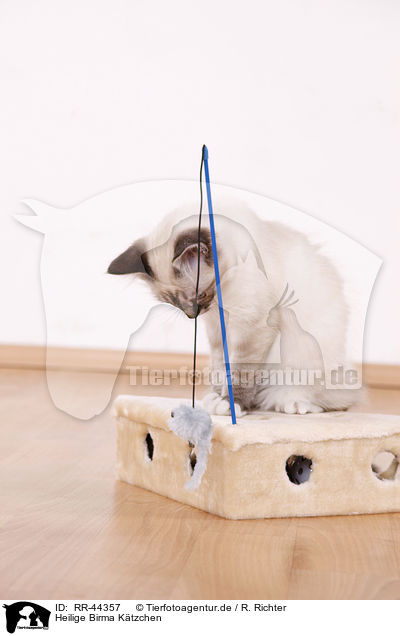 Heilige Birma Ktzchen / Sacred Birman kitten / RR-44357
