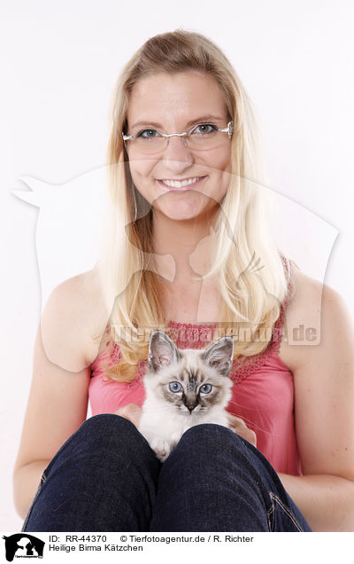Heilige Birma Ktzchen / Sacred Birman kitten / RR-44370