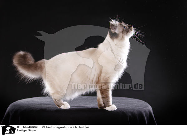 Heilige Birma / Sacred Birman / RR-46669