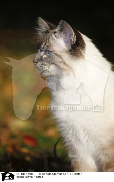 Heilige Birma Portrait / Sacred Birman Portrait / RR-46680